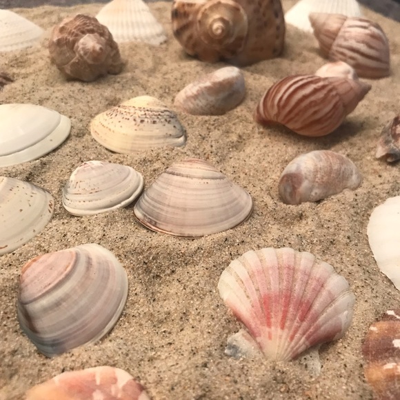 30pc Sea Shell Collection - Picture 3 of 8